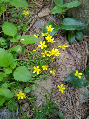 Image of Ranunculus ternatus by (c) koala0090, some rights reserved (CC BY)