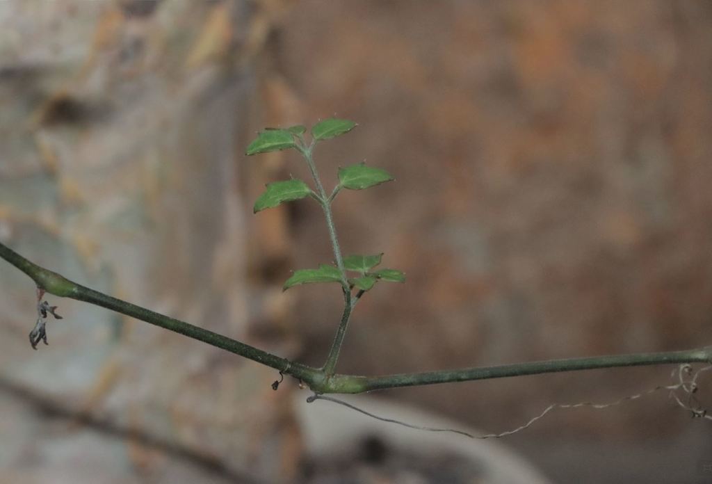 Cyphostemma elephantopus