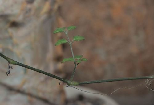 Elephant foot grape tree (Cyphostemma elephantopus)
