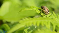 Lasiotrichius succinctus