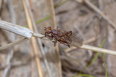Tapeigaster nigricornis