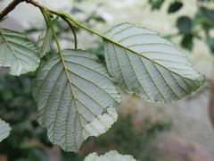 Alnus hirsuta