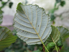 Alnus hirsuta