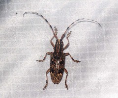 Pharsalia subgemmata
