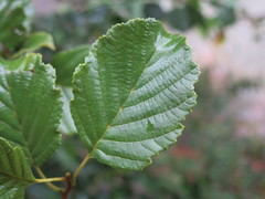 Alnus hirsuta