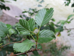 Alnus hirsuta