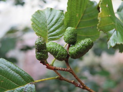 Alnus hirsuta