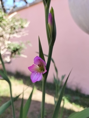 Gladiolus italicus