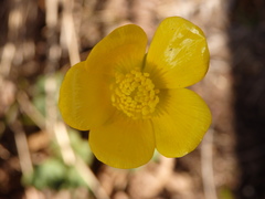 Ranunculus nigrescens