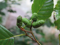 Alnus hirsuta