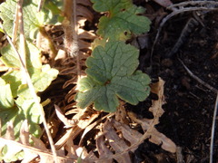 Ranunculus nigrescens