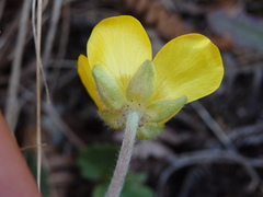 Ranunculus nigrescens
