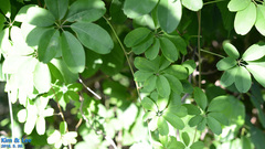 Akebia