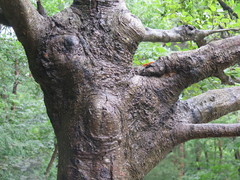 Alnus hirsuta