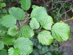 Alnus hirsuta