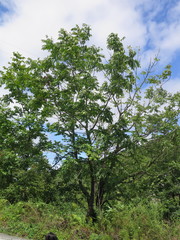 Toxicodendron vernicifluum