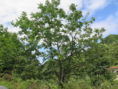 Toxicodendron vernicifluum