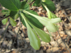 Weigela subsessilis