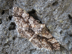 Satoblephara parvularia