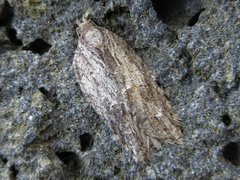 Acleris hispidana