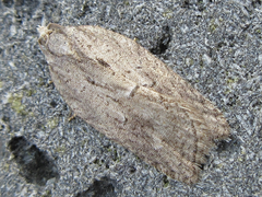 Acleris hispidana