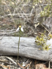 Eriochilus