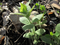 Veronicastrum sibiricum