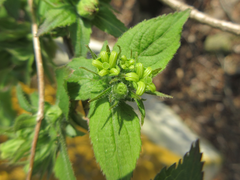 Weigela subsessilis