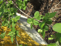 Weigela subsessilis