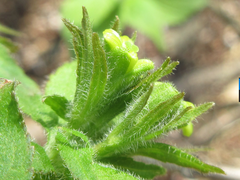 Weigela subsessilis