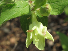 Weigela subsessilis