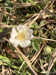 Potentilla sterilis