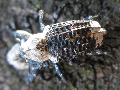 Eucryptorrhynchus brandti