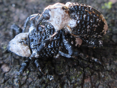 Eucryptorrhynchus brandti