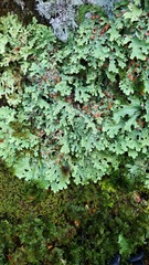 Pseudocyphellaria homoeophylla