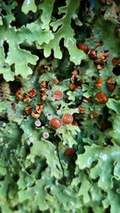 Pseudocyphellaria homoeophylla