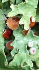 Pseudocyphellaria homoeophylla