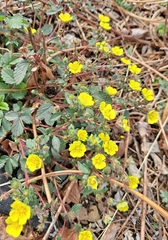 Potentilla fragarioides