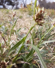 Luzula capitata
