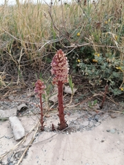 Orobanche litorea