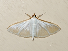 Palpita austrounionalis