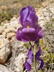 Iris pallida illyrica