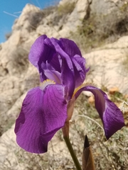 Iris pallida illyrica
