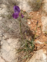 Iris pallida illyrica