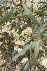 Eucalyptus polybractea