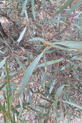 Eucalyptus polybractea