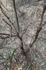 Eucalyptus polybractea