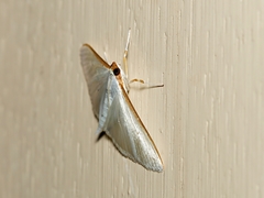 Palpita austrounionalis