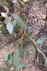 Eucalyptus behriana