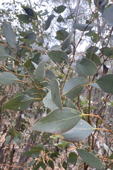 Eucalyptus behriana